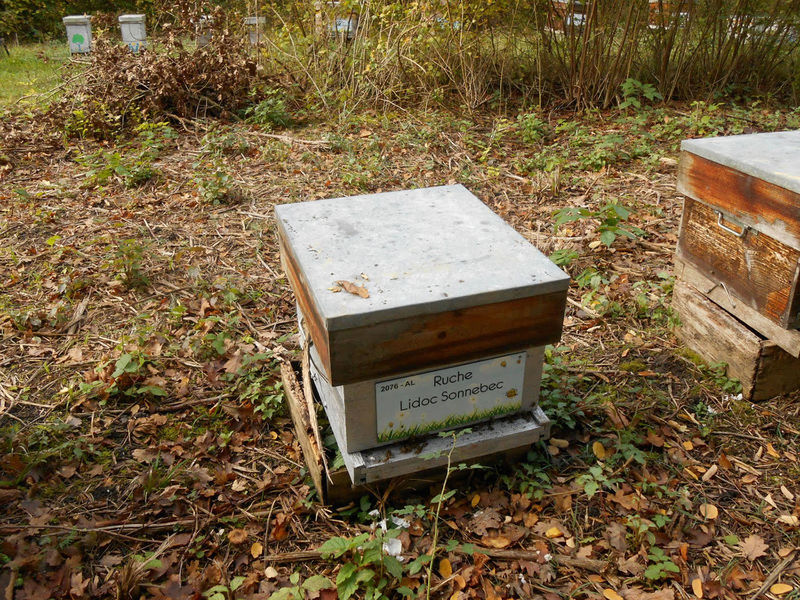 La ruche Lidoc Sonnebec